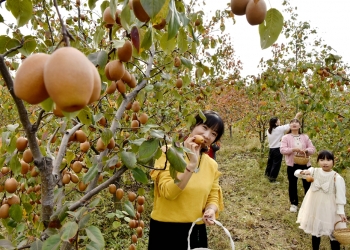 孟津区小浪底镇：金沙梨硕果累累盈满枝