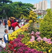 洛城秋菊有佳色 重阳节里情意浓