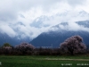 西藏林芝—桃花节赏花攻略！