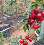 “千年樱红”发新枝！洛阳新安盆栽樱桃受捧